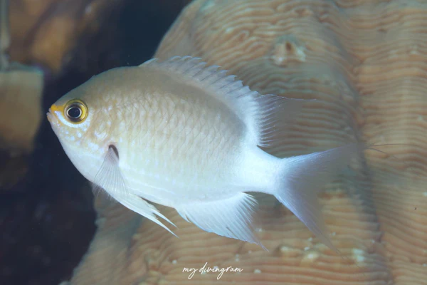 マルスズメダイ