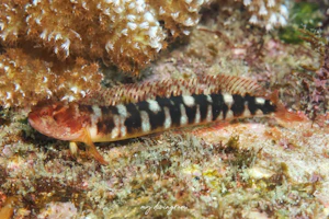 トウシマコケギンポ