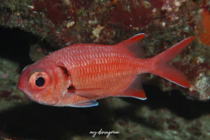 コガネマツカサ