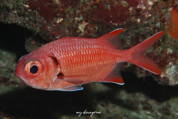 コガネマツカサ