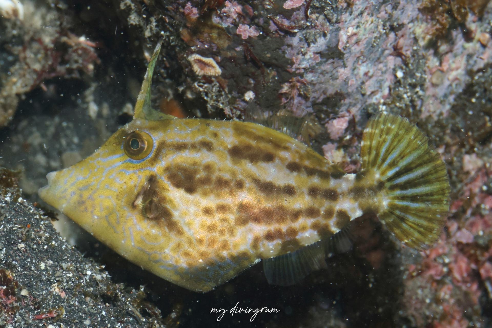 アミメウマヅラハギ