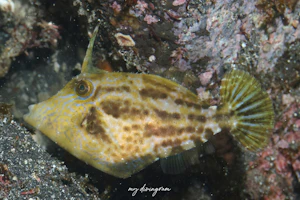 アミメウマヅラハギ