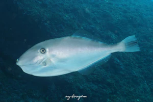 ウスバハギ
