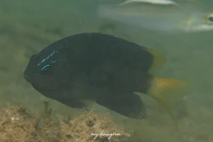 スミゾメスズメダイ