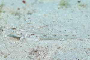 ユカタハゼ属の1種-2