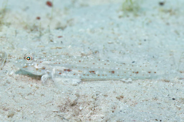 ユカタハゼ属の1種-2