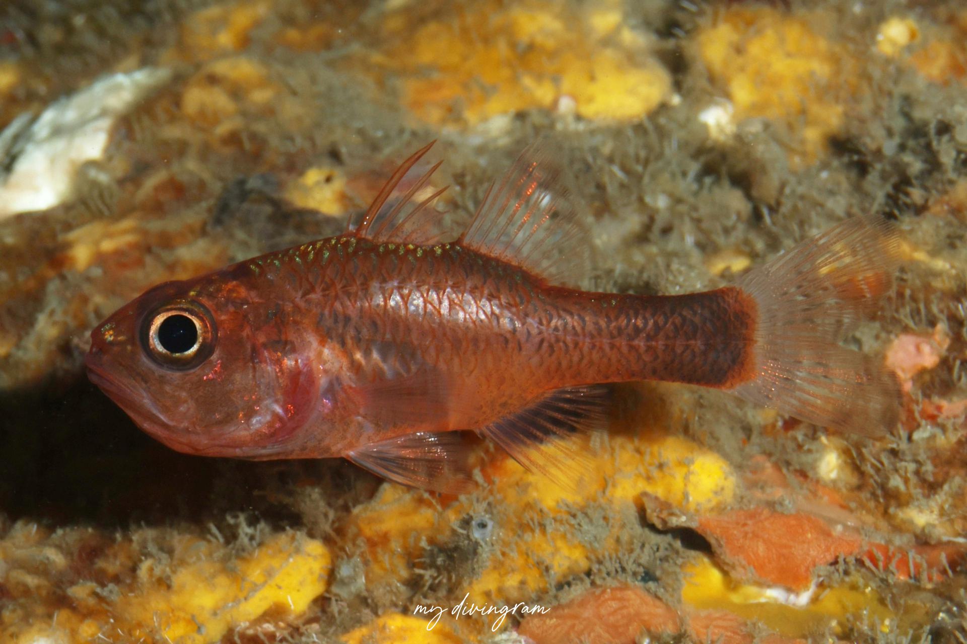 トゲナガイシモチ