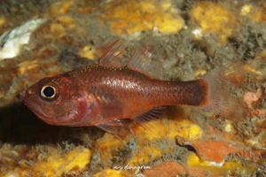 トゲナガイシモチ