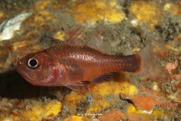 トゲナガイシモチ