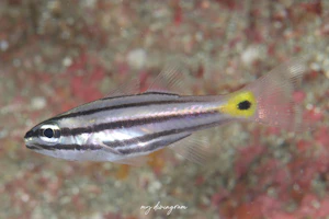 スダレヤライイシモチ