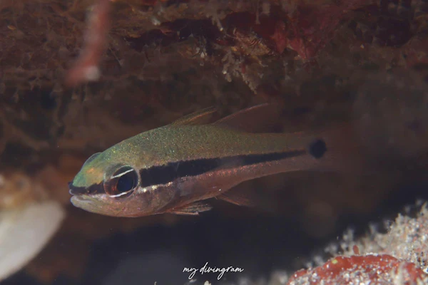 ヒトスジイシモチ