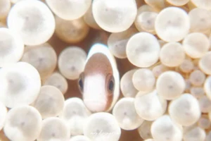 ファイアクラウンフィッシュ