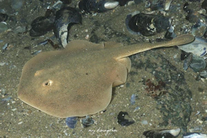 ハラーズラウンドレイ