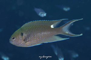 クロリボンスズメダイ