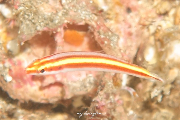 キスゲミヤビベラ