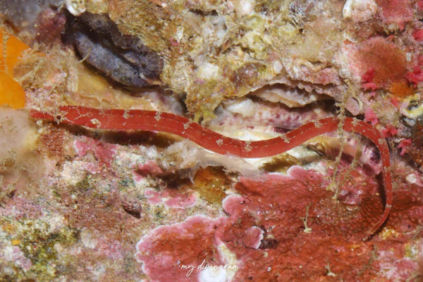 アマクサヨウジ