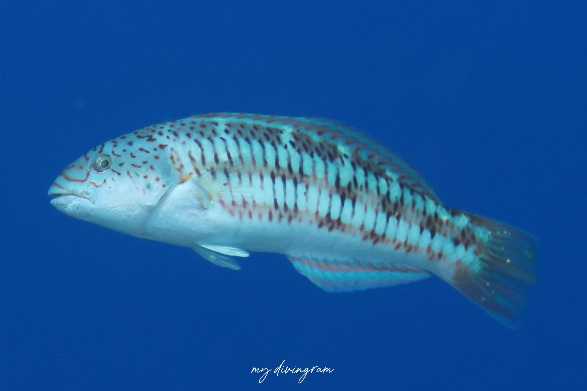 リュウグウベラ