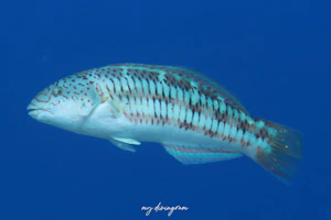 リュウグウベラ