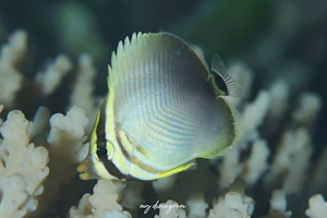 ミカドチョウチョウウオ