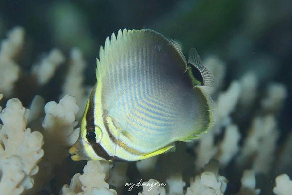 ミカドチョウチョウウオ