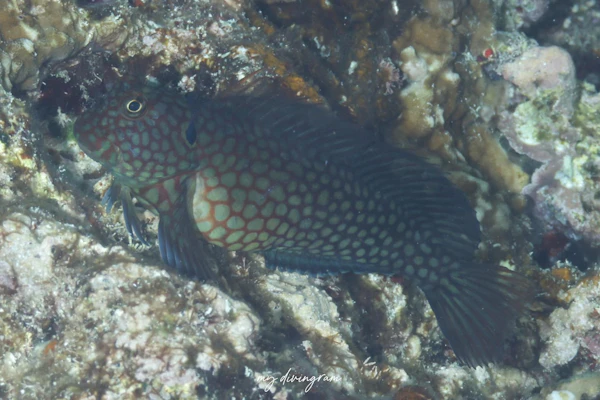 アミメミノカエルウオ