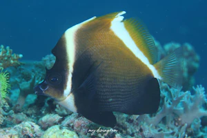 ツノハタタテダイ