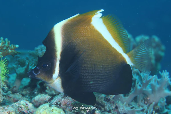 ツノハタタテダイ