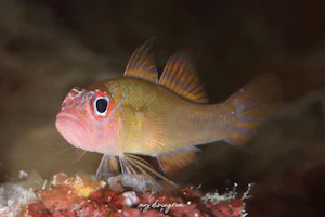 フェイスストライプピグミーゴビー