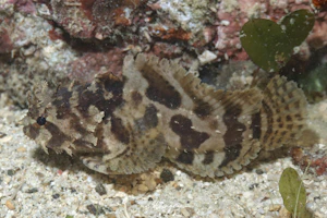 バンデッドトードフィッシュ