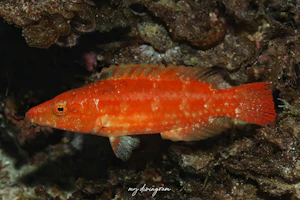 カタグロホホスジモチノウオ