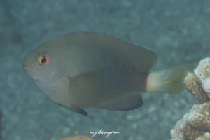 オジロスズメダイ