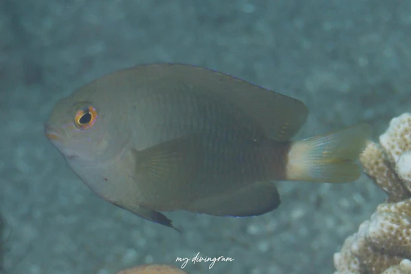 オジロスズメダイ