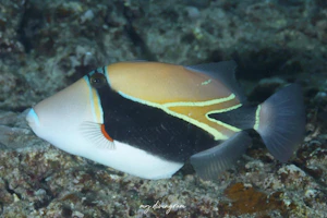 タスキモンガラ