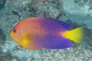 レンテンヤッコ