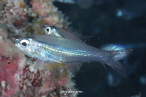 シンゲツスカシテンジクダイ