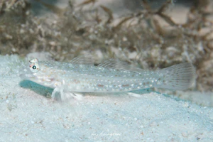 マダラカザリハゼ