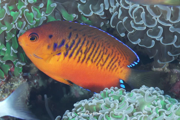 ダイダイヤッコ