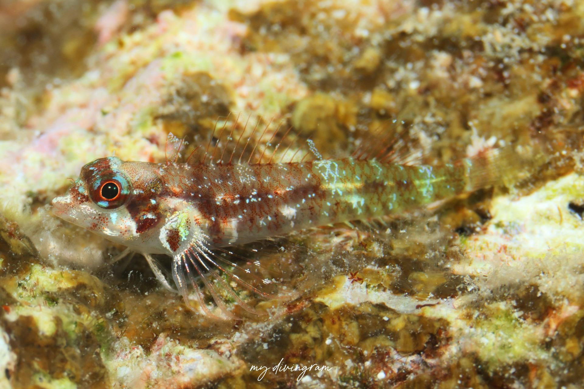 ソメワケヘビギンポ