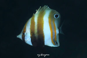 ツースポットコーラルフィッシュ