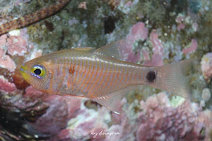 スミツキアトヒキテンジクダイ