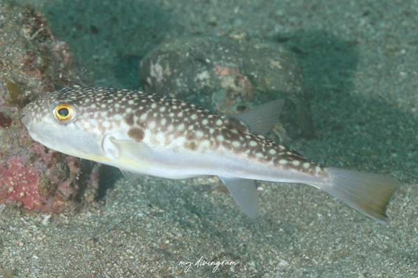 ショウサイフグ