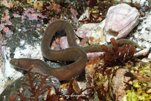 タカマユウツボ