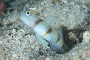 クロエリカノコハゼ