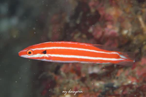 アカシマタキベラ