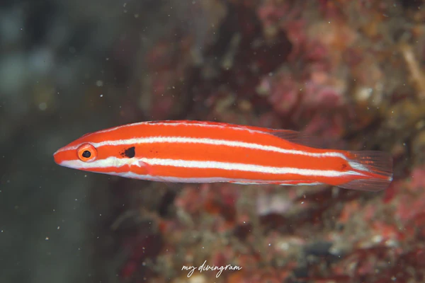 アカシマタキベラ