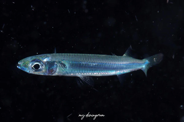 オキナワトウゴロウ