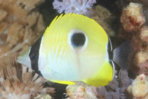 イッテンチョウチョウウオ