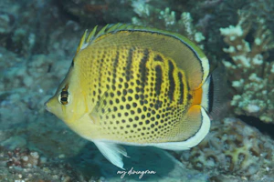 シチセンチョウチョウウオ