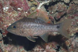 カスリイシモチ