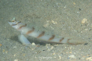 ハチマキダテハゼ